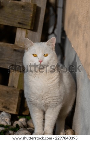 picture of a standing european shorthair