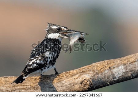 A closeup of a pied kingfisher with a fish in its beak. Ceryle rudis. Royalty-Free Stock Photo #2297841667