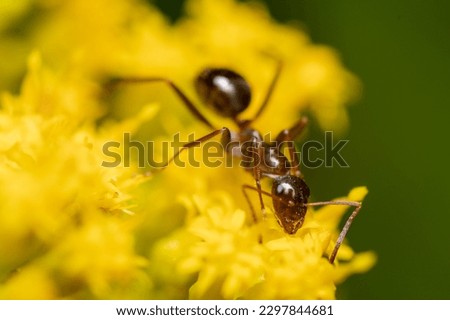A macro view of a carpenter ant standing on a bright yellow flower Royalty-Free Stock Photo #2297844681
