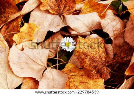 Flowers in leaves, autumn