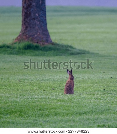 a sitting hare in the morning dew in front of a tree