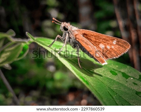 a very beautiful butterfly macro image