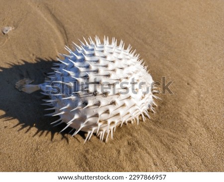 dead Tetraodontidae fish wasted shore line  Royalty-Free Stock Photo #2297866957