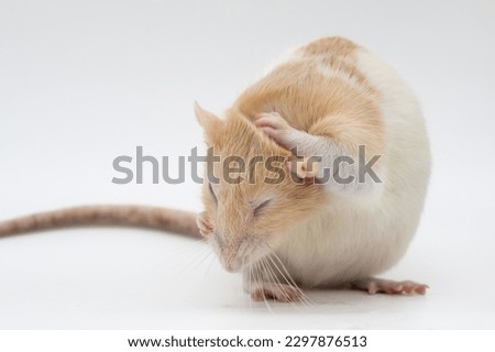 Domestic, Fancy, Pet rat amber hooded grooming