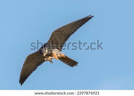 Eurasian hobby flying in the sky with prey in its claws