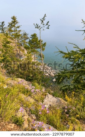 Scenic summer landscape with blooming shores of Baikal Lake on a foggy hot morning. Purple alpine daisies on the coast of Olkhon Island. Summer travel and outdoors