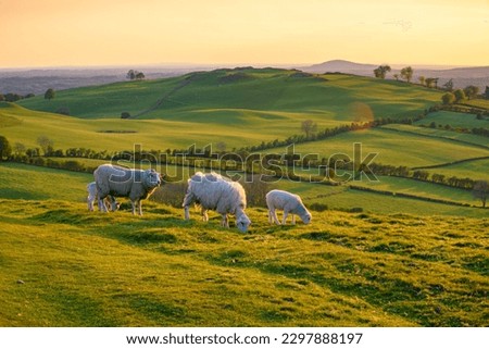 Ireland countryside nature with hills and sheeps in the background 