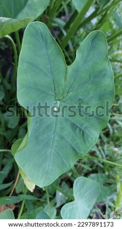 Water that falls on the taro leaves will not make them wet. 
