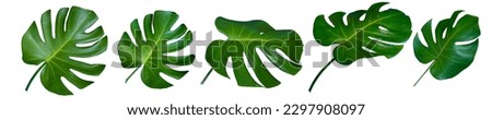 Big Set of fresh leaves monstera plant lie on isolated white background with copy space and clipping path. Royalty-Free Stock Photo #2297908097