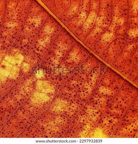 close up autumn leaf texture, veins on the leaf surface