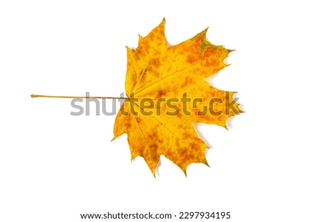 colorful autumn maple leaf isolated on white background. Warm colors of Autumn
