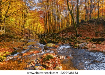 mountain river runs through natural park. wonderful nature landscape in fall season. forest in colorful foliage on a sunny day
