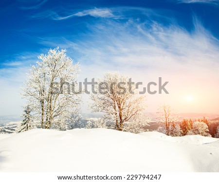 Winter tree in a field with blue sky 