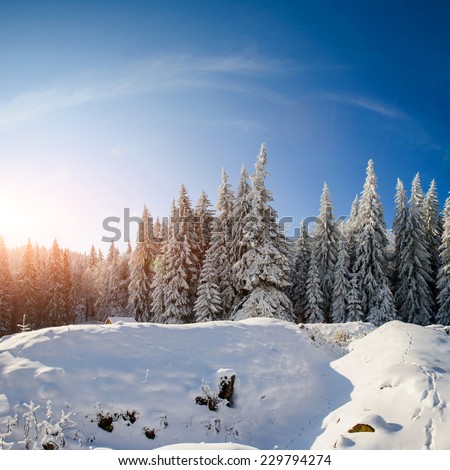 fantastic blue sky and snow-covered trees in the mountains 