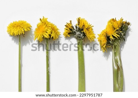 Comparison of dandelions - common plant and dandelions fused together. Abnormality of plant growth, fasciation, caused by genetic mutation or other causes. White background Royalty-Free Stock Photo #2297951787