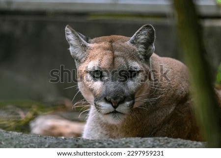Puma (cougar) Stares at Camera
