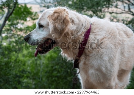 Female Golden Retriever dog pictured in nature