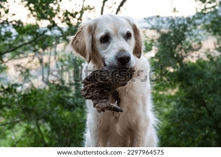 Female Golden Retriever dog pictured in nature chewing bark