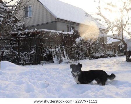 Happy dog in sunny winter day in Ukraine