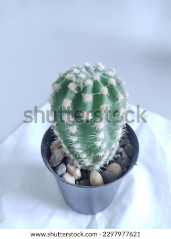 A small cactus with a big meaning
