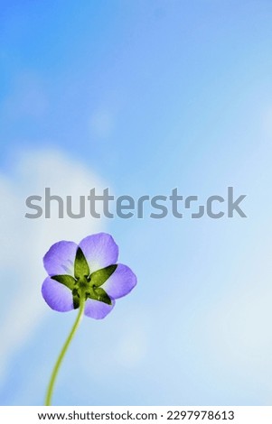 A single blue nemophila flower shining through the light against a blue sky