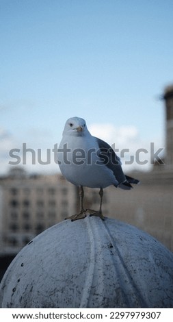 rhyme, the "hungry" seagull is posing and will fly away now