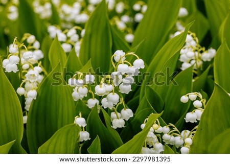 Beautiful White flowers Lilly of The Valley in rainy garden. Lily of the valley (Lily-of-the-valley) white small fragrant flowers in green leaves. Convallaria majalis  woodland flowering plant. Royalty-Free Stock Photo #2297981395