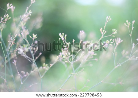 Structures of flowering grass soft blur The background for the creation of ideas Ecology Design Sunlight Crop Branch View backdrop Royalty-Free Stock Photo #229798453