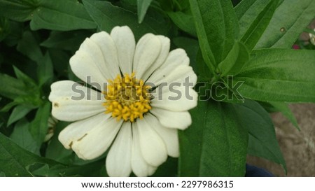 white flower in my garden