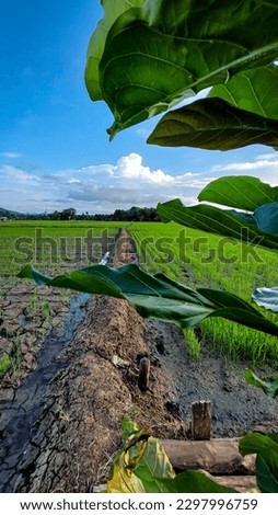 view of the rice fields in the village. Luwu, South Sulawesi. Indonesia