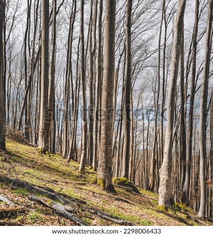 Old beech tree forest on mountain slope in south of Serbia in early spring