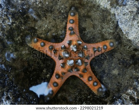 There's a starfish in a puddle of ocean water