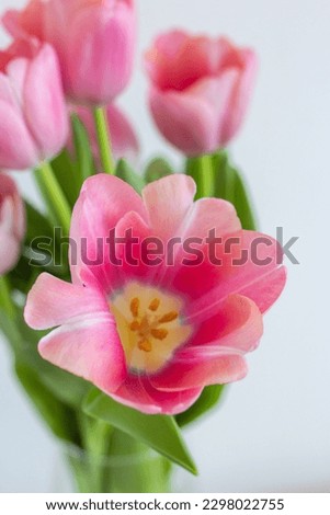Pink tulips bouquet close up on white background copy space, many spring flowers in water on the table, gift for woman, greeting card, freshness and blossom
