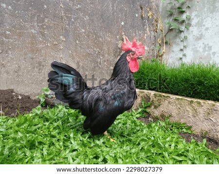 Beautiful Black Japanese Bantam Chicken  Royalty-Free Stock Photo #2298027379
