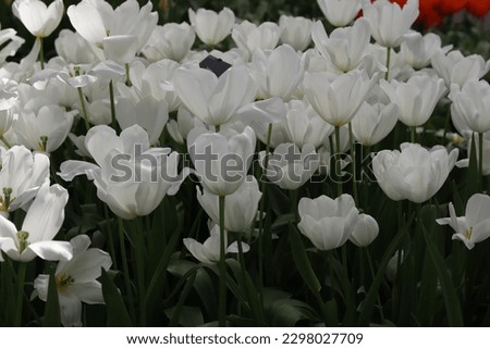 Beautifu whitel tulips picture taken indoor