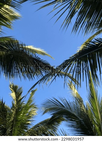 blue sky with coconut leaves