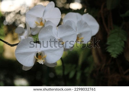 A close up of beautiful white orchid flower (Magenta amabilis). A very popular kind of Indonesian flower among botanist or flower lovers. Mostly grows in tropical climate. Blurred foliage background