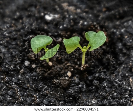 Two germinated sprouts of basil against a black blurred soil background. Seedling with first leaves, close-up. Growing culinary herbs Royalty-Free Stock Photo #2298034591
