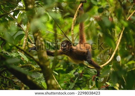 The little monkey is hanging on the tree branch Royalty-Free Stock Photo #2298038423