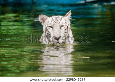 White Bengal Tiger (Panthera tigris tigris) This is an animal-exchange programme between Indira Ghandi Zoological Park, Visakhapatnam and Zoo Negara Malaysia. These tigers made their first public disp Royalty-Free Stock Photo #2298045299