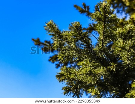 Fir branch close-up against the blue sky Royalty-Free Stock Photo #2298055849
