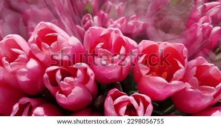 Pink tulips
(Tulip) in the sun in a bouquet, in cellophane (macro, side view, texture).