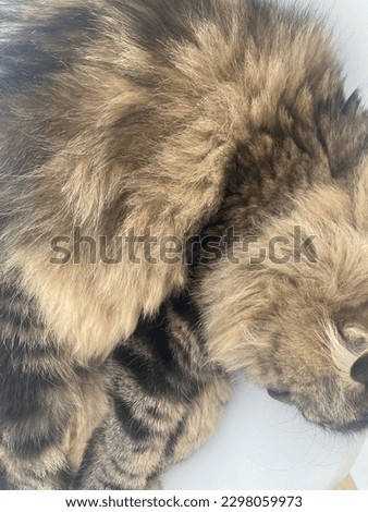 
long haired cat close up