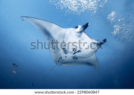 A white Reef manta ray swimming in the deep underwater Royalty-Free Stock Photo #2298060847