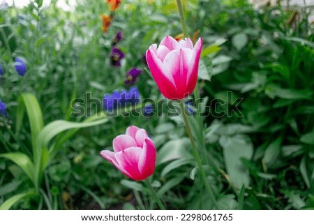 tulips. unusual tulips in the garden. Wild Red Data Book tulips Greig in the fields of Kazakhstan. Spring flowers under the rays of sunlight. Beautiful landscape of nature. Hi spring.