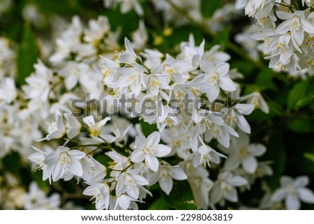 Deutzia gracilis white flowers in garden. Slender deutzia white flowering plant in spring park.  Royalty-Free Stock Photo #2298063819