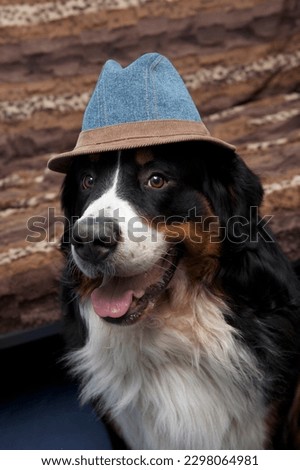 Dog Berner Sennenhund in a hat looks at the camera. Berner sennenhund or bernese cattle dog stock photo