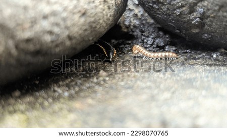 Millipede reptile looking for food behind a rock. macro photo. close to object.