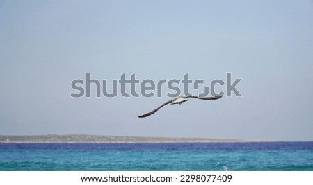 wallpaper of scenery with a seagull in the sea in summertime holidays