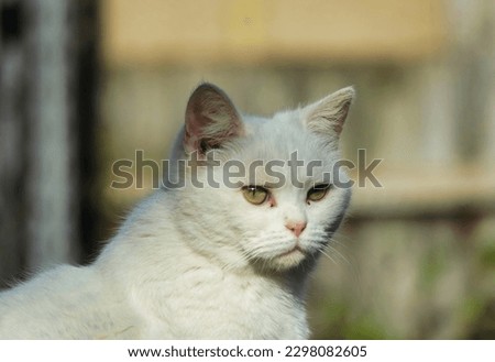 Cute Persian Pure White Cat is Posing in the Home Garden 